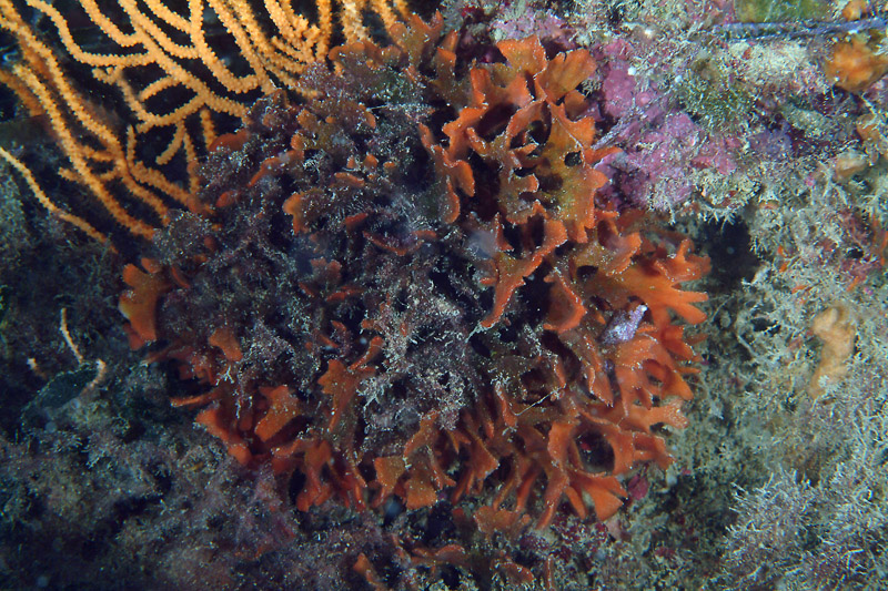 Pentapora fascialis